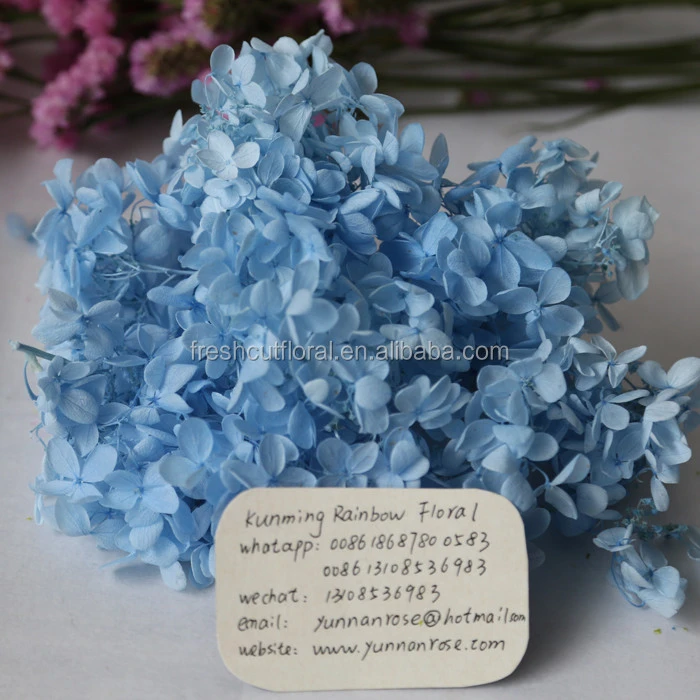 wholesale the Natural Preserved hydrangea flowers