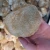 Import Wild dried lion&#39;s mane /hericium erinaceus mushroom from China