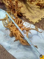 Yellow beautiful spider wood Fish Tank aquarium Accessories Decoration Aquarium Natural Drift Wood