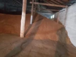 Feed Barley, origin Kazakhstan, crop 2023