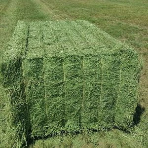 Alfalfa Hay Or Grass