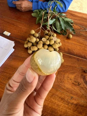 FRESH LONGAN FROM THAILAND