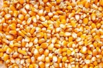 Top Quality High Protein Sweet Yellow Corn
