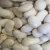 Import Quality New Crop Premium Butter Beans competitive price from South Africa