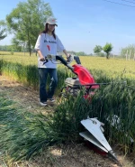 Small Harvester for Wheat, Rice and Other Grain Crops, Ideal for Small Farm and Household Harvesting.