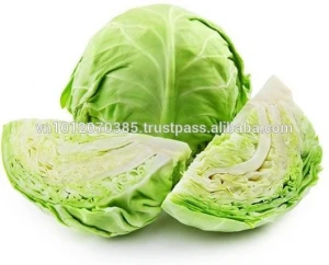 Vietnamese High Quality Wholesale Fresh Cabbage