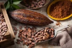 Cacao Beans premium quality for export