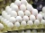 Import Quality Broiler Hatching Eggs White Color 100% Pure Eggs at Reasonable Price from South Africa