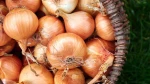 Bulk Brown Onions supplier stock