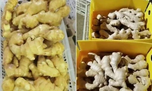 South African Fresh Ginger Suppliers