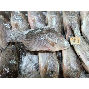 Tilapia Whole Fish Tilapia 350 550g 550 750g Frozen Tilapia Fish Dealers