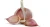Import Fresh Clove Garlic – Premium Grade for Culinary and Medicinal Use from Kenya