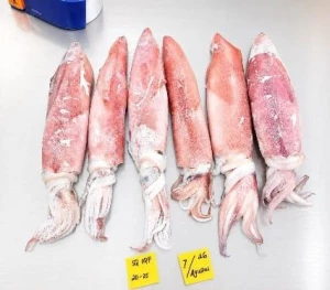 Frozen Squid Loligo Block