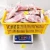 Import Frozen Squid Loligo Block from Indonesia