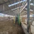 Import Automating Livestock Measurement from China