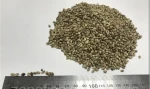 Hemp seeds