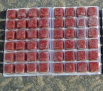 aquarium fish food frozen bloodworms