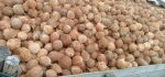 Supplier semi husked coconut from Indonesia