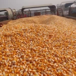 Frozen Vegetables IQF Frozen Sweet Corn Kernels