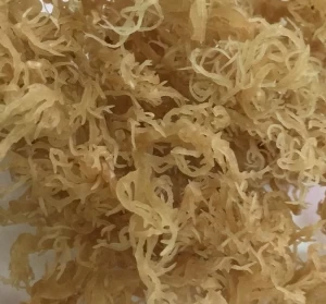 Natural Super Gold Sea Moss