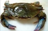 Softshell crab