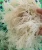 Import Natural Super Gold Sea Moss from Vietnam