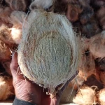 Semi Husked Coconut