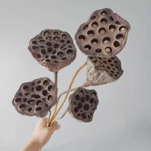 Wholesale Pastoral Style Natural Touch Home Decorative Dried Flowers Lotus Seedpod