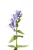 Import Scutellaria Extract from China