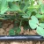 Import 16mm Drip Irrigation/Drip Irrigation Pipe , Distance 10-100 cm from China