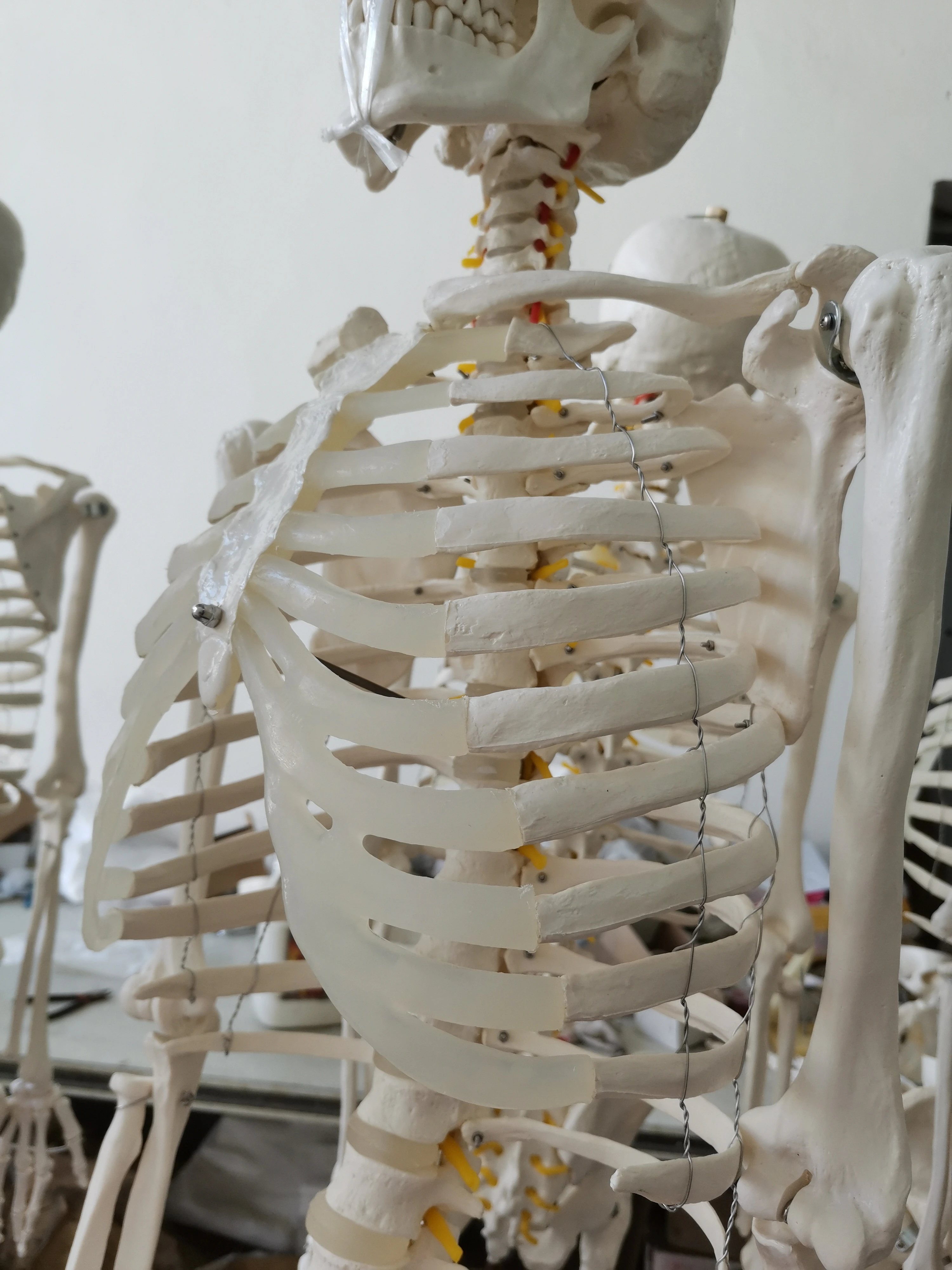 170cm high human skeleton model,Pure white human skeleton teaching model,Medical science human skeleton model