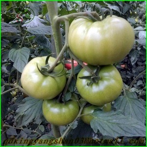 2015 Exporters: TOMATO/ Tomato Fresh(Come and buy)The best price!
