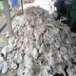 2017 Raw Latex Rubber For Sale