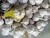 Import 2018 Shandong Fresh Garlic Normal/Pure White 4.5/5.0/5.5/6.0/6.5cm Up from China