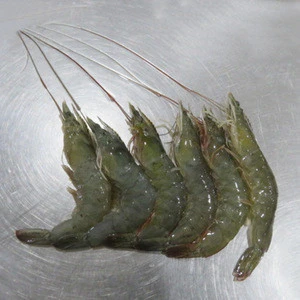 2019 new season best price head on frozen vannamei shrimps
