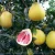 Import 2020 New fresh fruit delicious juicy red meat pomelo for sale with best price from China