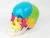 Import 22-part color separated human skull model , natural size, didactic painted skull from China