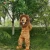 Import 385 Animal Cosplay Costume Cartoon Lion Fursuit Mascot Costume For Adult from China