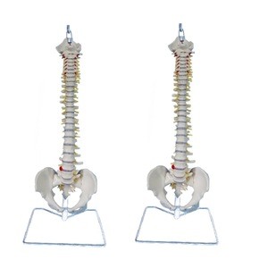 Anatomical Human Teaching Medical Spine Model