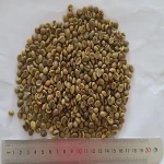 Arabica Coffee Beans/ green beans coffee