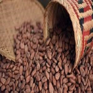 Best Cacao Beans +Dried Criollo Cocoa Beans +Dried Fermented Cacao +Dried Raw Cocoa Beans +Organicc