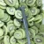 Best Price For IQF Frozen Diced Kiwi Fruit Slices