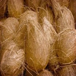 Best Quality Fresh Semi Husked Matured Coconut