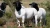 Import BOER GOAT / MERINO AND DORPER SHEEP / LIVE GOAT AND SHEEP from South Africa