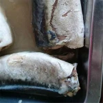 Canned Jack Mackerel in Brine Jurel