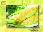 Canned sweet corn kernels canned vegetable, hight quality