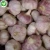 Import China/ Chinesse Shandong Fresh White Garlic Price from China