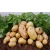 China delicious old potatoes/potato protein/fresh potato