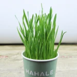 China Professional Factory Home Greening And Fresh Air Cat Grass Seed Small Pot