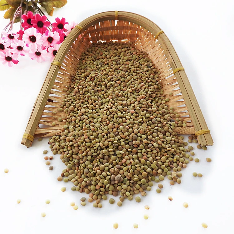 Chinese Lentils  Low Price Green Lentils